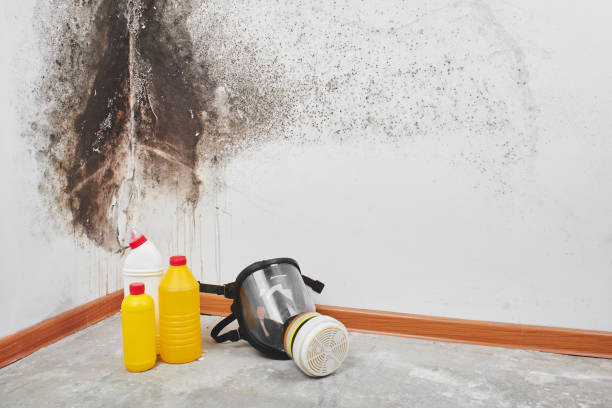 Trusted Montvale, NJ Mold Removal Experts