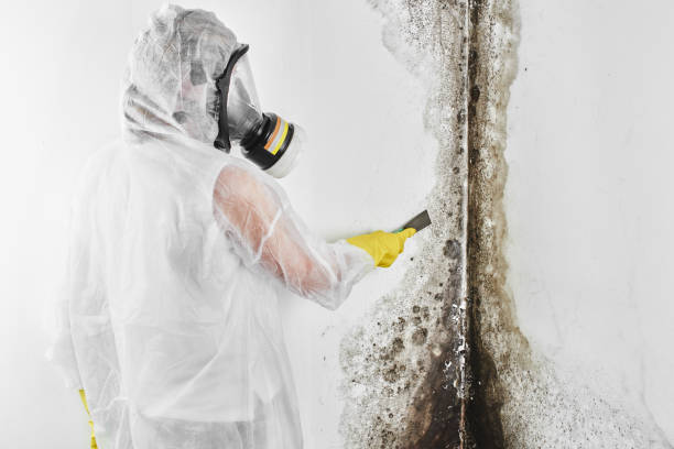 Best Toxic Mold Removal  in Montvale, NJ