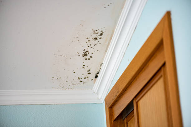 Best Professional Mold Removal  in Montvale, NJ