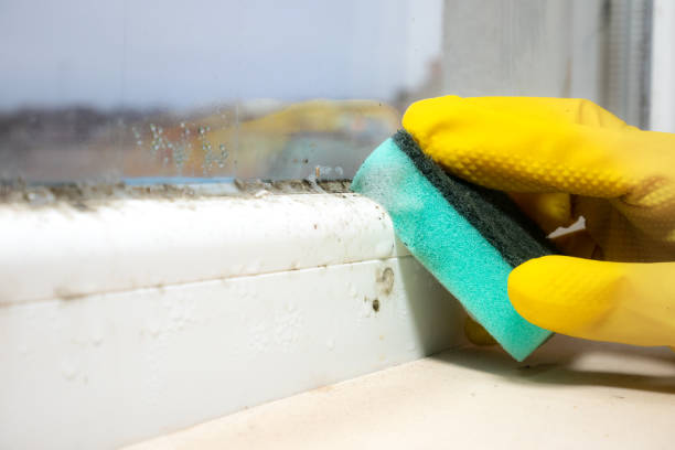 Best Certified Mold Removal  in Montvale, NJ
