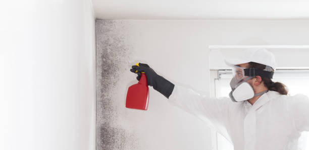 Best Crawl Space Mold Removal  in Montvale, NJ