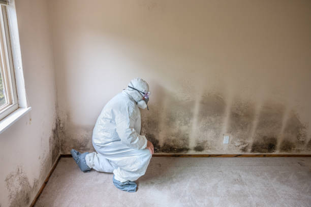 Best Same-Day Mold Removal  in Montvale, NJ