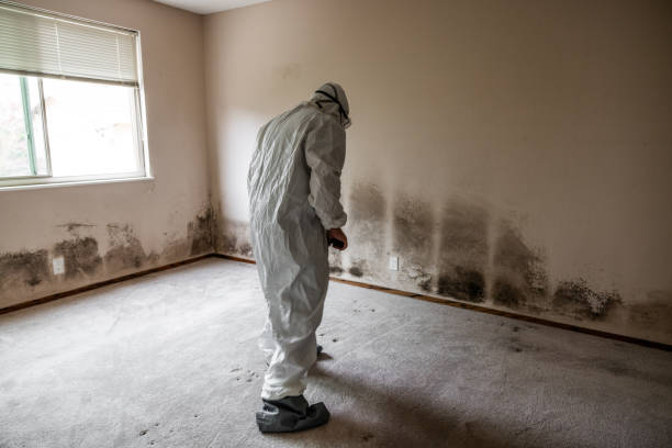 Best Black Mold Removal  in Montvale, NJ