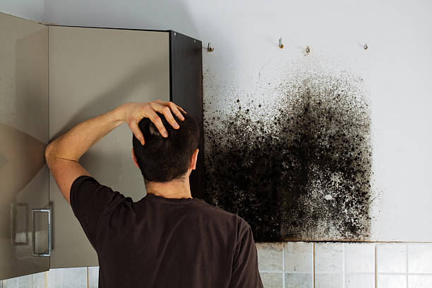 Best Mold Damage Repair  in Montvale, NJ