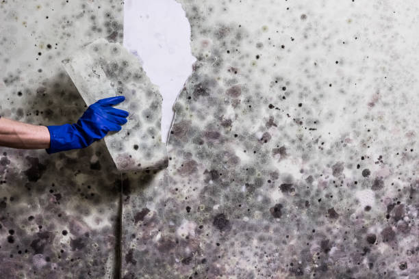 Best Emergency Mold Removal  in Montvale, NJ